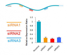 siRNA